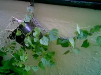 Minigurke 18.webp