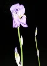 Blumen Schwertlilie.webp