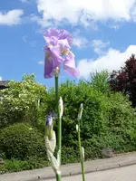 Blumen Schwertlilie1.webp