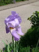 Blumen Schwertlilie2.webp
