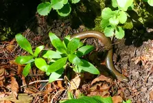Blindschleiche1.webp