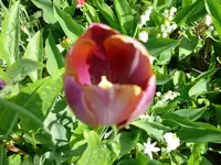 Blumen Tulpe.webp