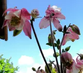 Blumen Akelei.webp