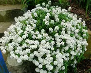 Blumen.webp