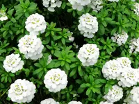 Blumen1.webp
