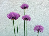 Zierlauch.webp