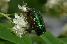 rosenkäfer2.webp