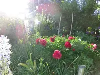 CIMG3162.webp