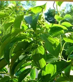 Kiwi Issai.webp