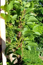 Kiwi Issai 2.webp