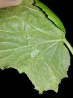 rps20130519_014130_890.webp