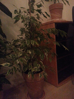 1 (4).webp
