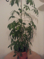 1 (6).webp