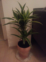 1 (7).webp