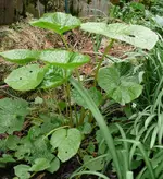 Wasabi.webp