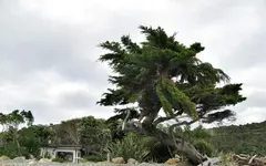Copy of IMG_0472v.webp