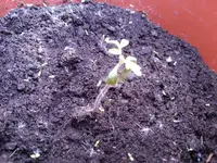 Johannis (2).webp
