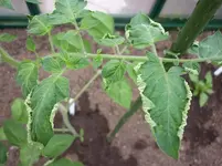 001.webp