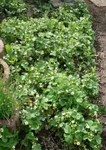 Erdbeeren Mutterbeet.webp