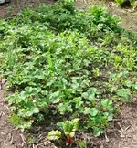 Erdbeeren Triangelbeet.webp