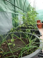 Folientunnel links.webp