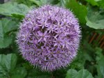 Allium1.jpg