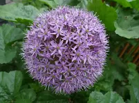 Allium1.webp