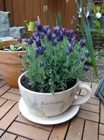 Lavendeltasse.webp