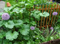 Malve und Allium.webp