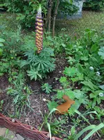neue Lupine.webp