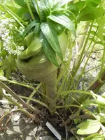 DSCN1215.webp