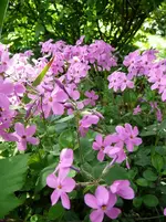P1090650.webp