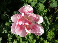 P1090660.webp