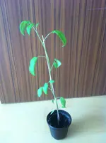 014.webp