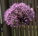 Allium helllila.jpg