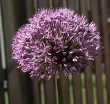 Allium helllila.webp