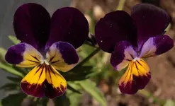 Veilchen.webp