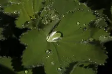 Frauenmantel_Wassertropfen.webp
