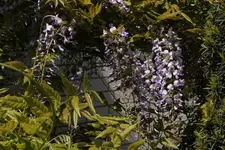 Blauregen Vorgarten.webp