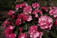 Rhododendron Vorgarten.webp