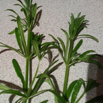 Plante à identifier_02.webp Plante à identifier_02.webp