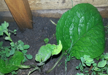 Plante à identifier_03.webp Plante à identifier_03.webp