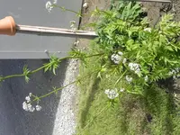 DSCN1261.webp