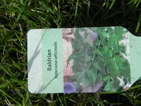 DSCN1259.webp