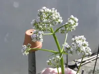 DSCN1258.webp