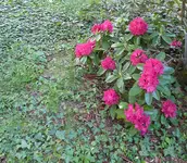 BesiedelterWaldboden.webp