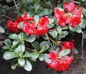 Rhododendron.webp