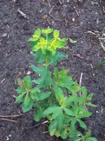 Euphorbia polychroma.webp
