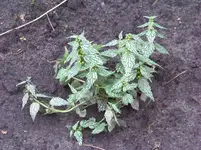 lamium galeobdolon.webp