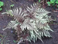 Athyrium niponicum Metallicum.webp
